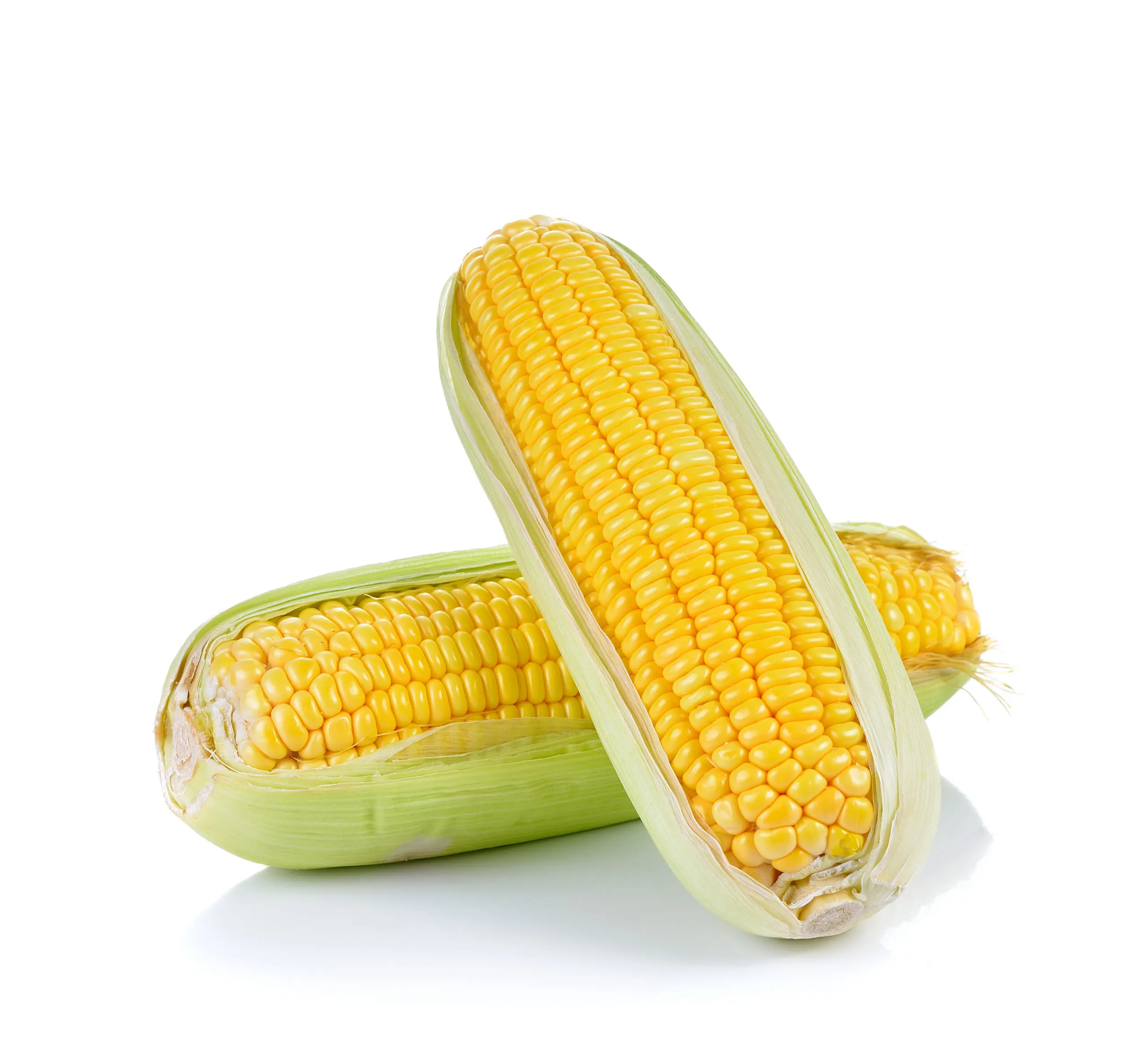 Two fresh ears of yellow corn with green husks partially peeled back